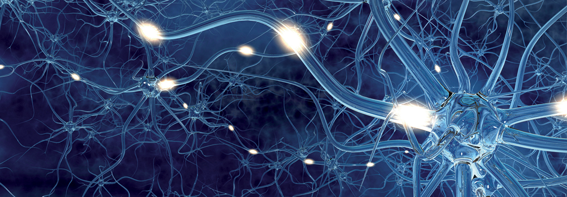 Cellules nerveuses